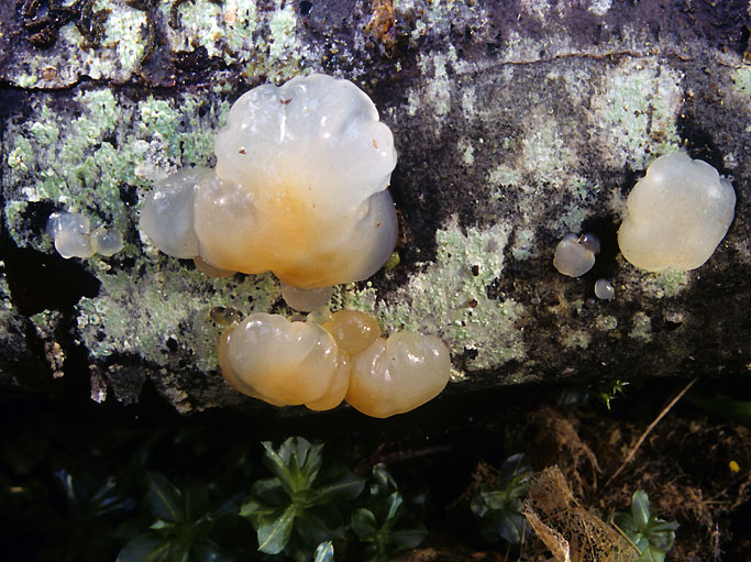 Exidia candida